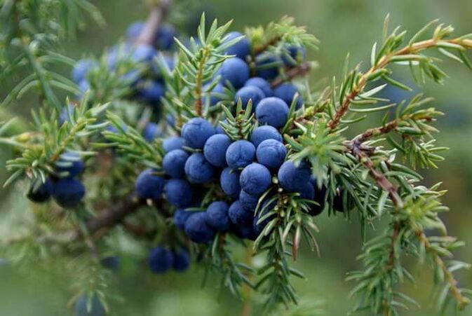 Juniper is used to treat cervical osteochondrosis