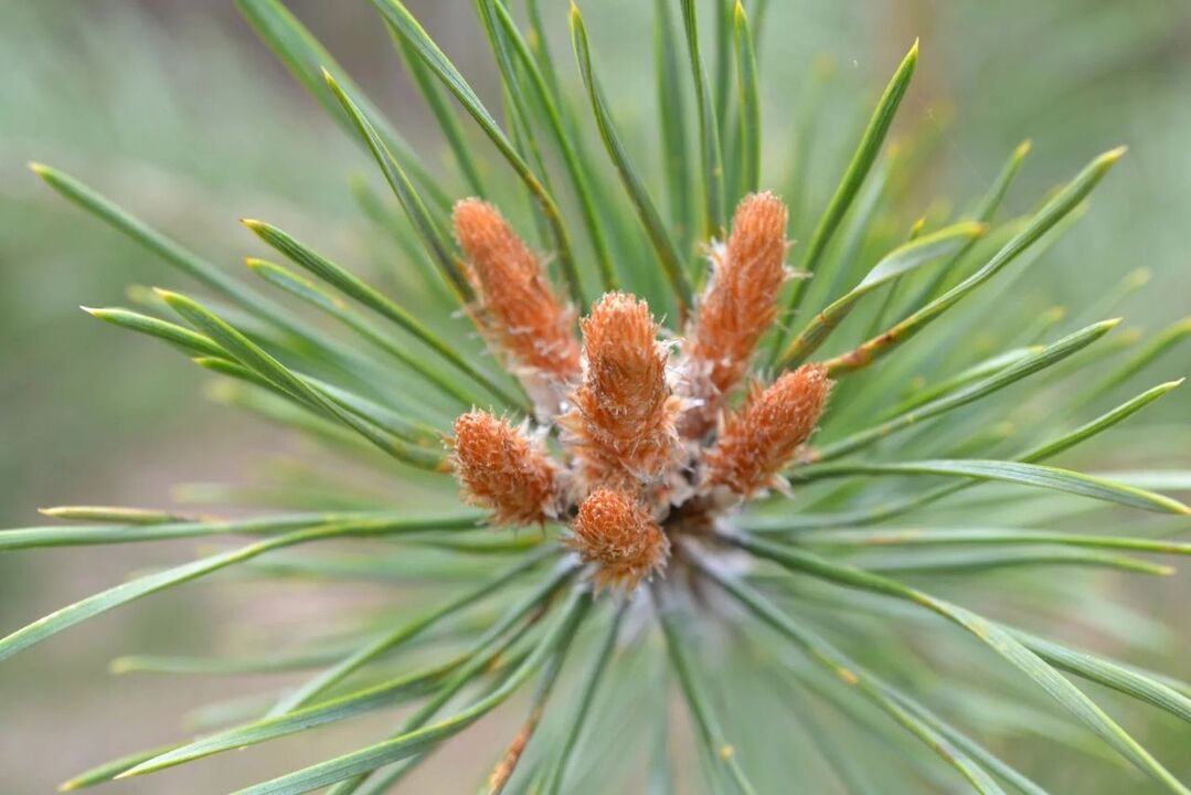 Pine Buds for Osteochondrosis Treatment