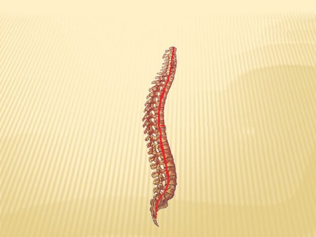 Spine and spinal cord